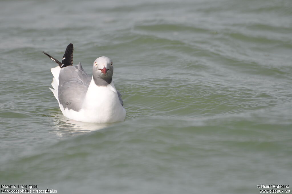 Grey-headed Gulladult