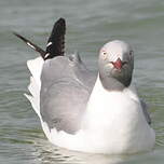 Mouette à tête grise