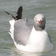 Grey-headed Gull