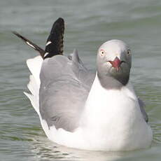 Mouette à tête grise