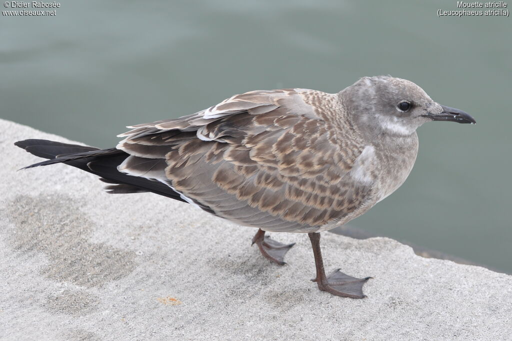 Mouette atricille