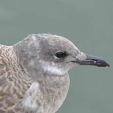 Mouette atricille