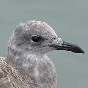 Mouette atricille