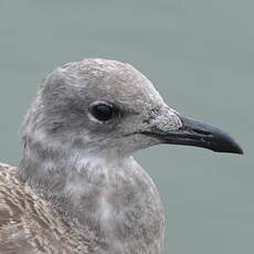 Mouette atricille