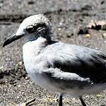 Mouette atricille