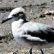 Laughing Gull