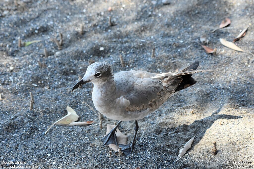 Mouette atricille1ère année