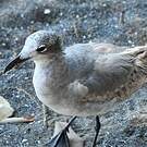 Mouette atricille