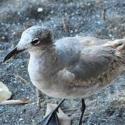 Laughing Gull