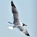 Mouette atricille