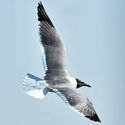 Mouette atricille