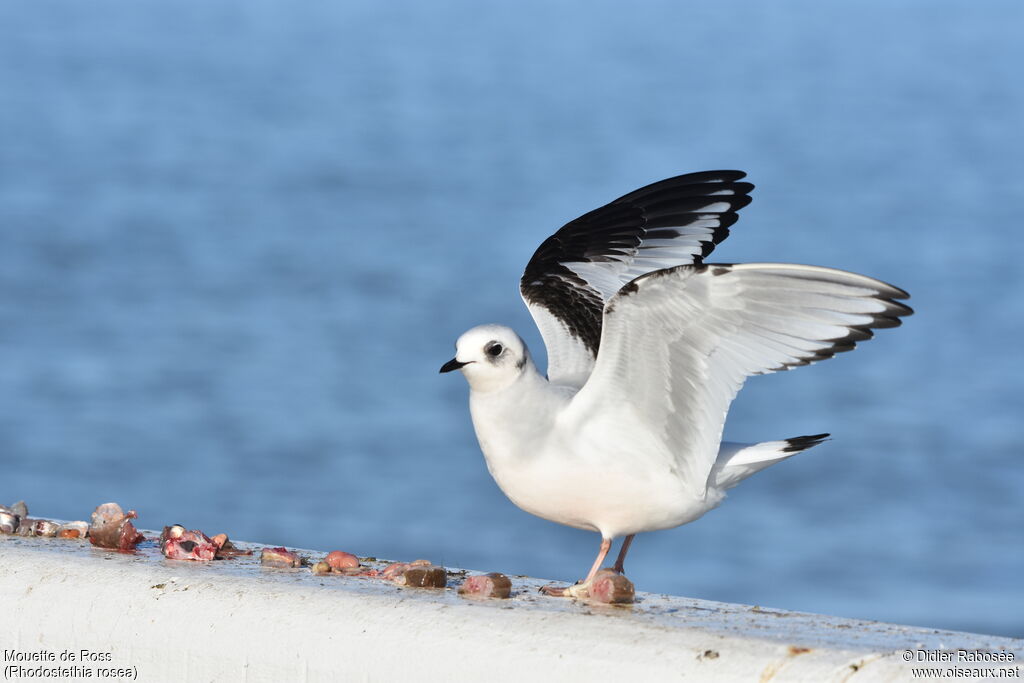 Ross's GullFirst year, fishing/hunting