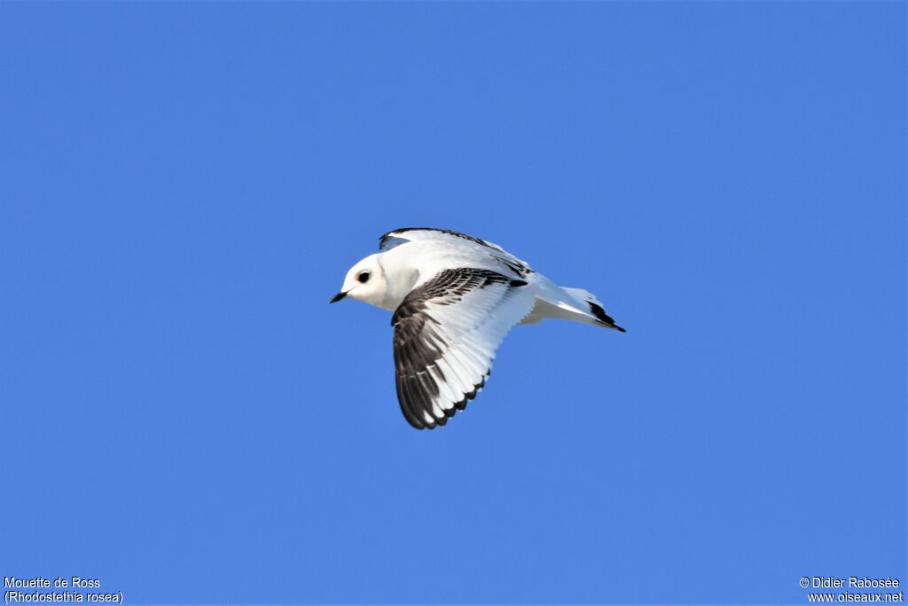 Mouette de Ross1ère année, Vol