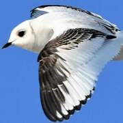 Ross's Gull