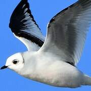 Ross's Gull