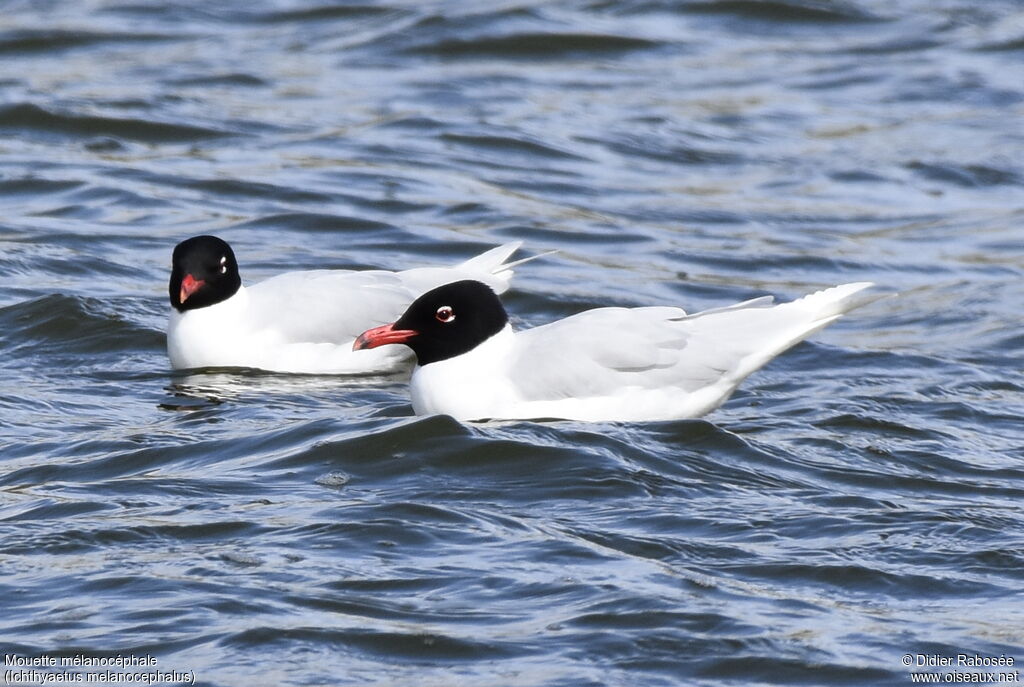 Mouette mélanocéphaleadulte nuptial