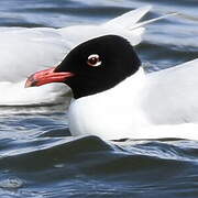 Mediterranean Gull