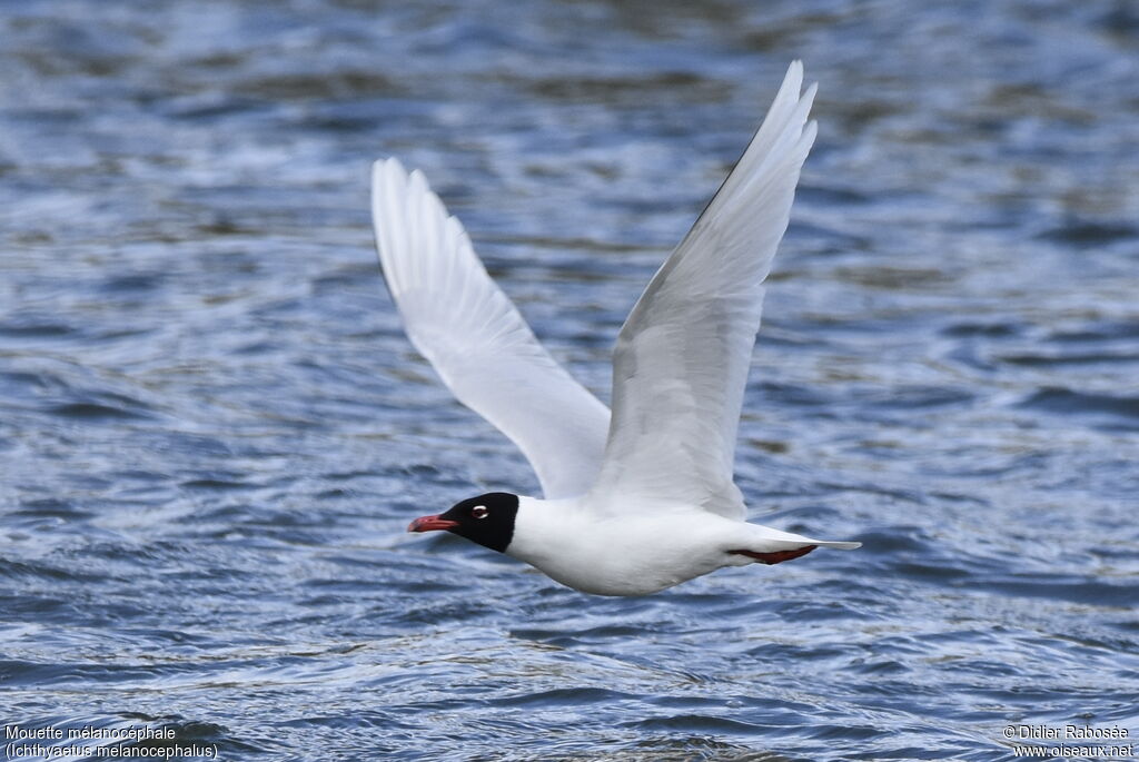 Mouette mélanocéphaleadulte, Vol