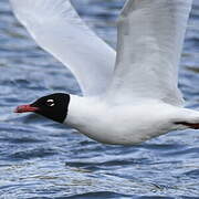 Mouette mélanocéphale