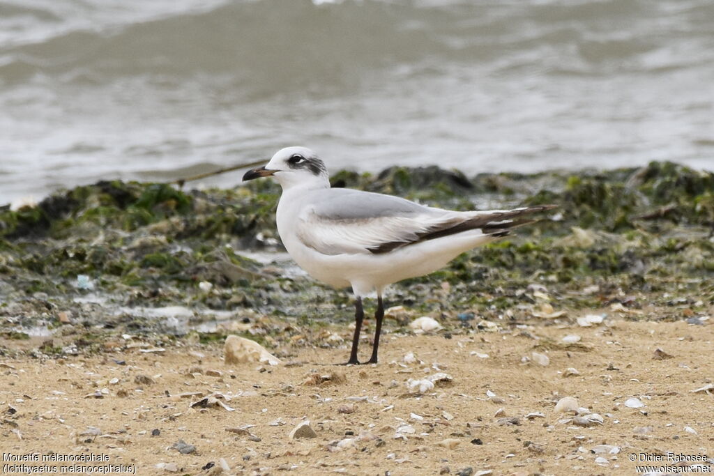 Mouette mélanocéphale2ème année