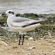 Mouette mélanocéphale