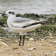 Mediterranean Gull