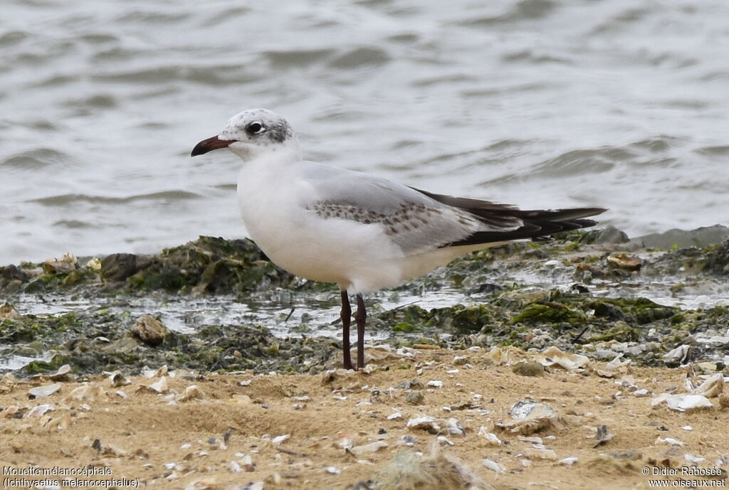 Mouette mélanocéphale2ème année