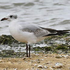 Mouette mélanocéphale