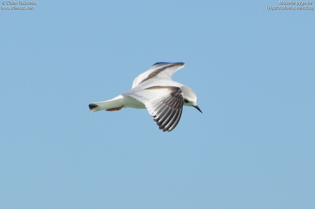 Mouette pygméeimmature, Vol