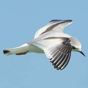 Little Gull