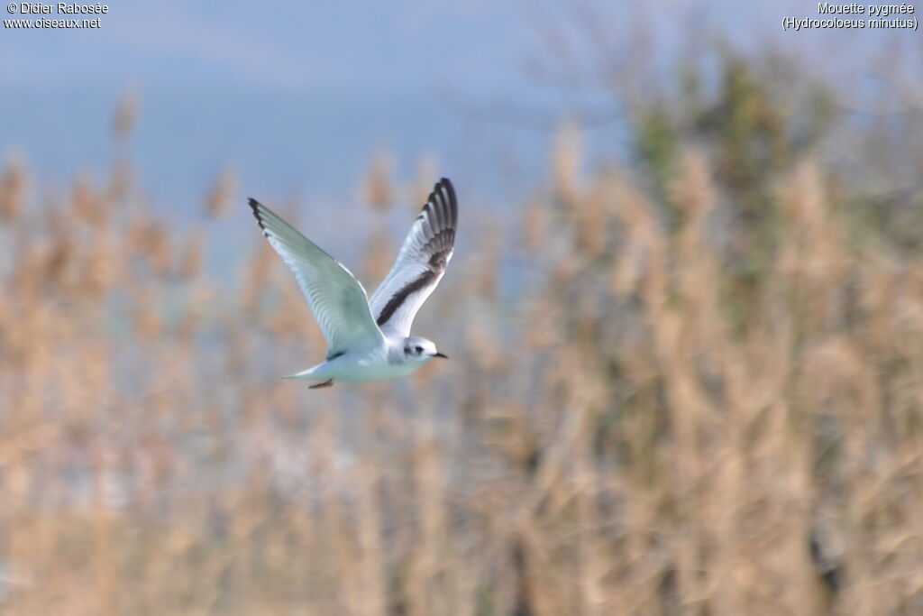 Mouette pygméeimmature, Vol