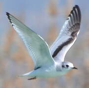 Little Gull