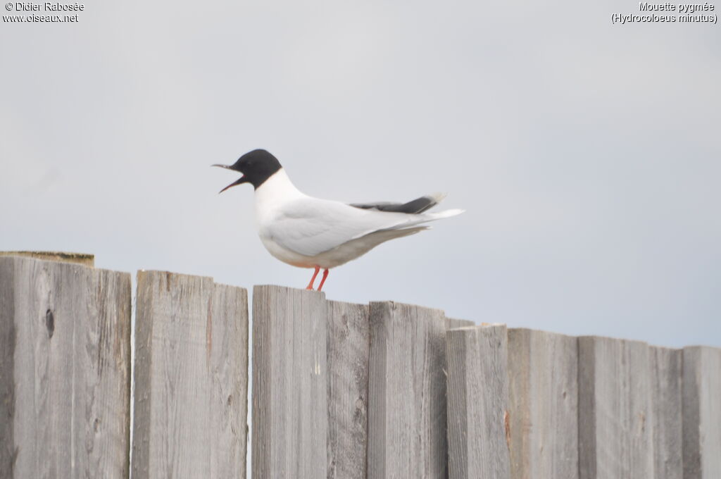 Mouette pygméeadulte nuptial, identification