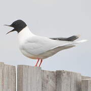 Little Gull