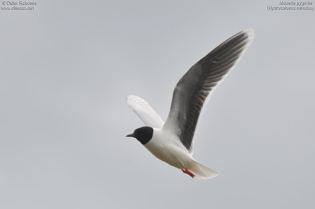 Mouette pygméeadulte nuptial, Vol