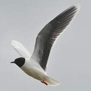 Little Gull