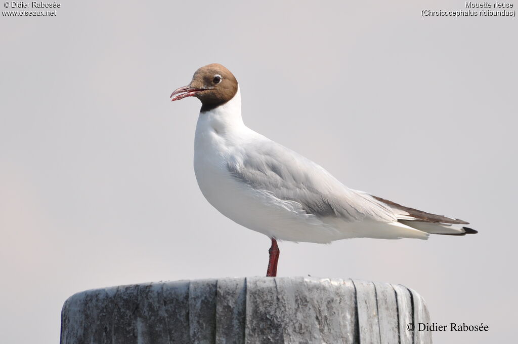 Mouette rieuseadulte