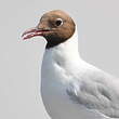 Mouette rieuse