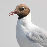 Black-headed Gull