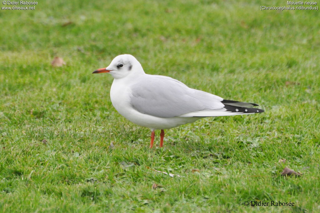 Mouette rieuseadulte internuptial