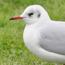 Mouette rieuse