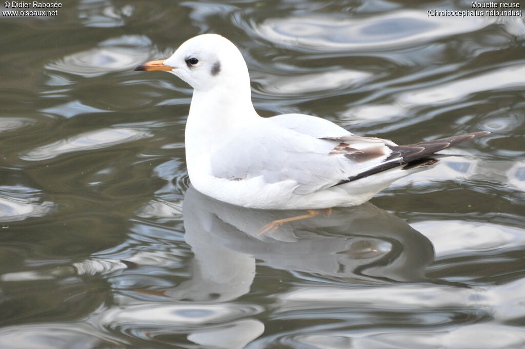 Mouette rieuseimmature