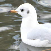 Black-headed Gull