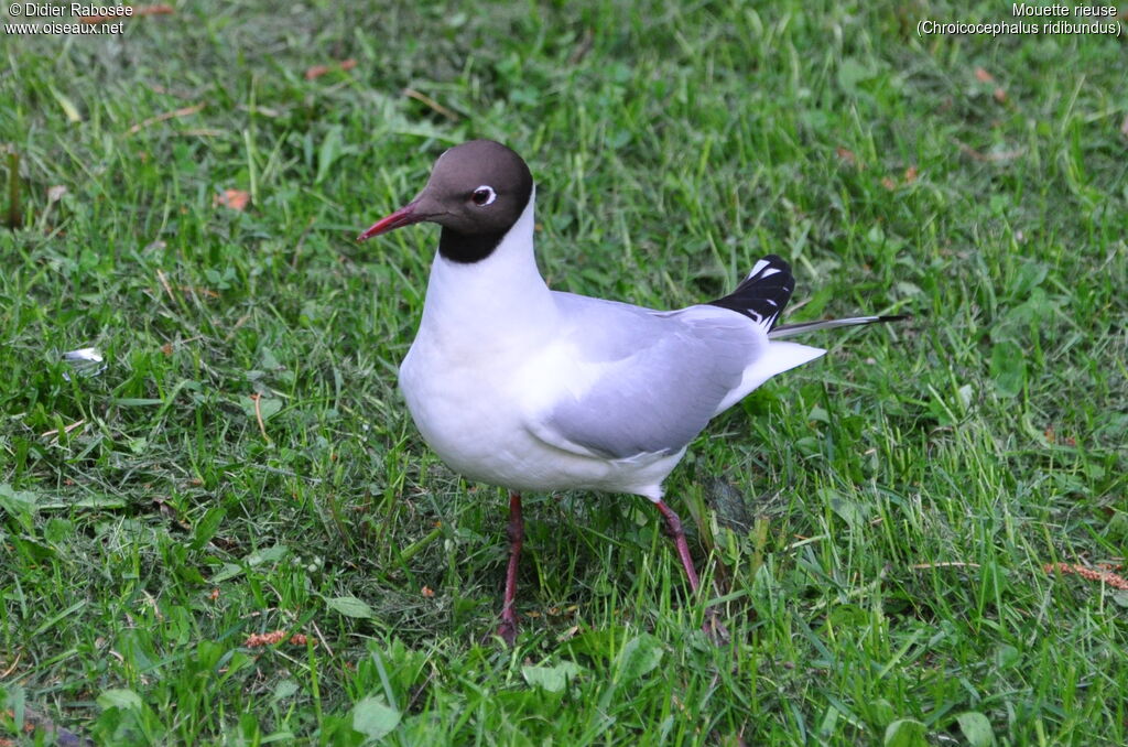 Black-headed Gulladult breeding