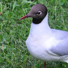 Mouette rieuse