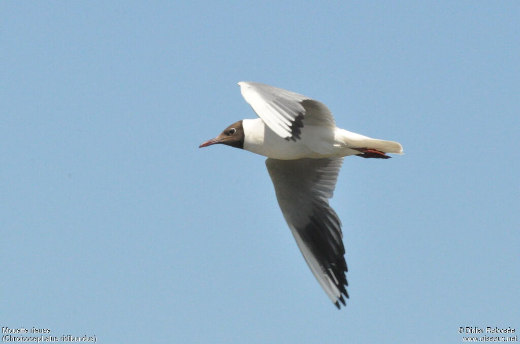 Mouette rieuseadulte, Vol