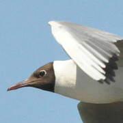 Mouette rieuse