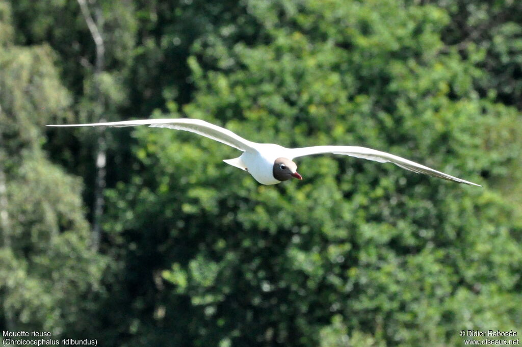 Mouette rieuseadulte, Vol