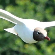 Mouette rieuse