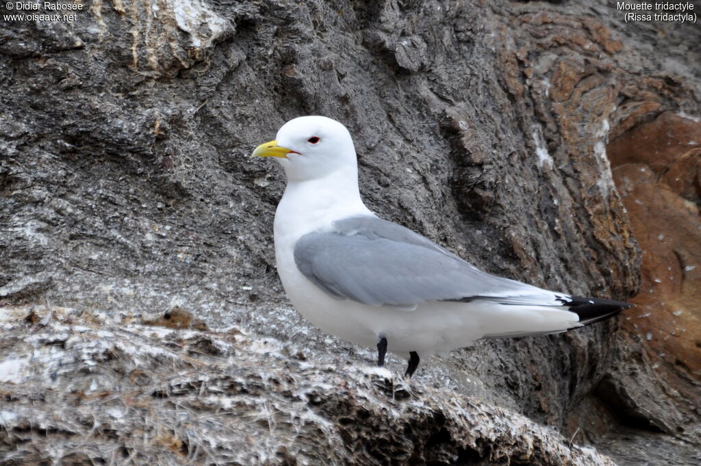 Black-legged Kittiwakeadult breeding